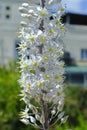 Drimia maritima. Beautiful white flowers. Royalty Free Stock Photo
