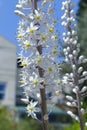 Drimia maritima. Beautiful white flowers. Royalty Free Stock Photo