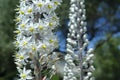 Drimia maritima. Beautiful white flowers. Royalty Free Stock Photo