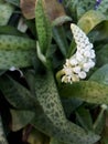 Giant squill measles leaf