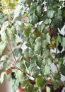 Indoor plant Cissus, in common people called birch. Against the background of the window Royalty Free Stock Photo