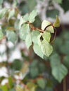 Indoor plant Cissus, in common people called birch. Against the background of the window Royalty Free Stock Photo