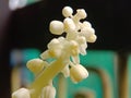Drimiopsis maculata, white flower