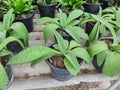 Drimiopsis Maculate Lindl & Paxton succulent with lanceolate leaves, long, thick leaves, light green. Royalty Free Stock Photo