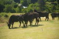 They drink milk to grow, the cows will grow up Royalty Free Stock Photo