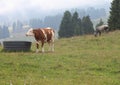 drinker for cows in the meadow Royalty Free Stock Photo