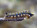 Drinker (Euthrix potatoria) Royalty Free Stock Photo