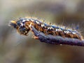 Drinker (Euthrix potatoria) Royalty Free Stock Photo