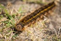 Drinker moth caterpillar on dried grass Royalty Free Stock Photo