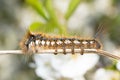 drinker moth caterpillar, Euthrix potatoria Royalty Free Stock Photo