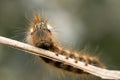 drinker moth caterpillar, Euthrix potatoria Royalty Free Stock Photo