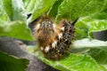 drinker moth caterpillar, Euthrix potatoria Royalty Free Stock Photo