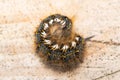 drinker moth caterpillar, Euthrix potatoria Royalty Free Stock Photo