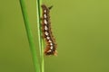 A Drinker Moth Caterpillar, Euthrix potatoria, perching on a blade of grass at the edge of woodland in the UK. Royalty Free Stock Photo