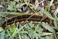 Drinker Moth Caterpillar Royalty Free Stock Photo