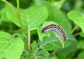 Drinker moth