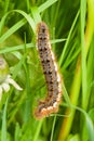 Drinker moth larva