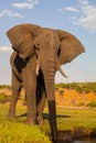 Drinking African elephant, Chobe National Park, Botswana Royalty Free Stock Photo