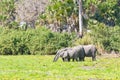 Drinking african elephants in the jungle