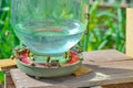 Drinking bowl for bees in an apiary close-up