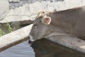 Drinking Cow Royalty Free Stock Photo