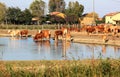 Drinking cows along Comacchio Lake, Italy