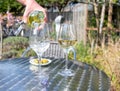 Drinking of dry white wine on open terrace in spring garden