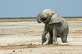 Drinking elephant