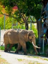 Drinking elephant in african savanna Royalty Free Stock Photo