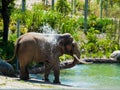 Drinking elephant in african savanna Royalty Free Stock Photo