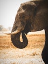 A drinking Elephant painted and splattered in mud, a portrait. Royalty Free Stock Photo