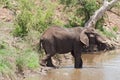 Drinking elephant at a waterhole in the Kruger National Park, South Africa Royalty Free Stock Photo