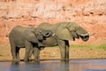 Drinking elephants Royalty Free Stock Photo