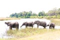 Drinking elephants standing in line in Botswana, Africa Royalty Free Stock Photo