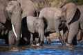 Drinking elephants in Chobe river - Botswana Royalty Free Stock Photo