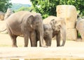 Elephants family