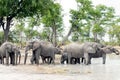 Drinking elephants on waterhole in Okavango Delta, Botswana, Africa. African wildlife with elephant group in beautiful landscape Royalty Free Stock Photo