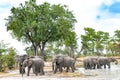 Drinking elephants on waterhole in Okavango Delta, Botswana, Africa. African wildlife with elephant group in beautiful landscape Royalty Free Stock Photo