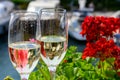 Drinking of French brut champagne sparkling wine in glasses, club party in yacht harbour of Port Grimaud near Saint-Tropez, French Royalty Free Stock Photo