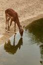 Drinking gazelle