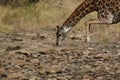 Drinking giraffe Royalty Free Stock Photo