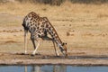 Drinking giraffe Royalty Free Stock Photo