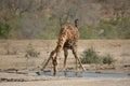 Drinking giraffe Royalty Free Stock Photo
