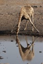 Drinking Giraffe Royalty Free Stock Photo