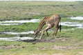 Drinking Giraffe in Chobe National Park, Botswana Royalty Free Stock Photo