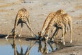 Drinking giraffe (Giraffa camelopardalis)
