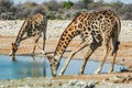 Drinking giraffe (Giraffa camelopardalis) Royalty Free Stock Photo