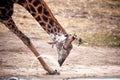 Drinking Giraffe (Giraffa camelopardalis) Royalty Free Stock Photo