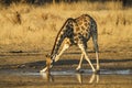 Drinking Giraffe Royalty Free Stock Photo