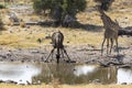 Drinking giraffe in namibia Royalty Free Stock Photo